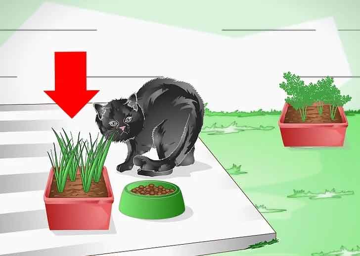 ریختن خاک گلدان توسط گربه ها