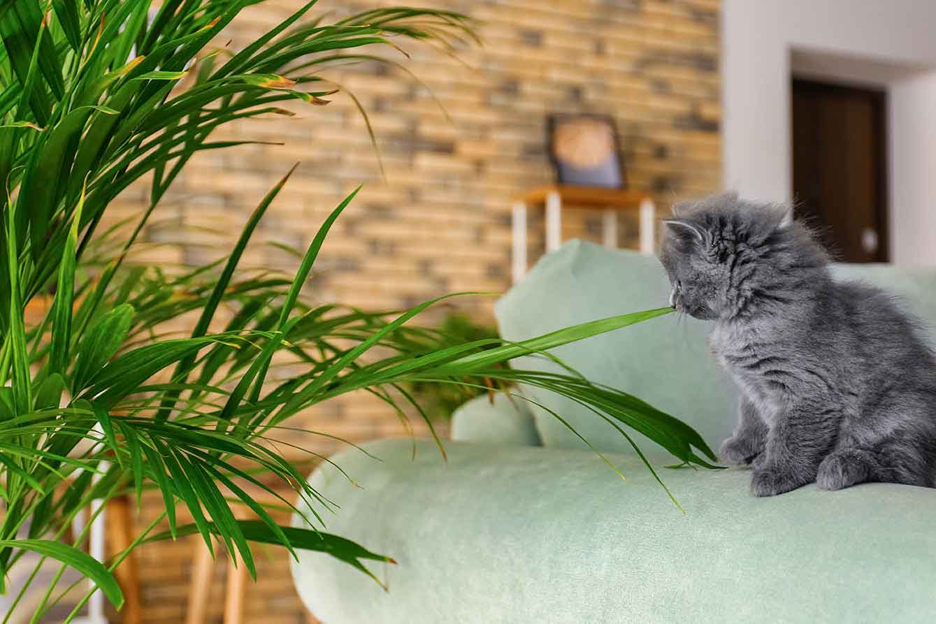 چگونه از گیاهان در برابر گربه ها محافظت کنیم