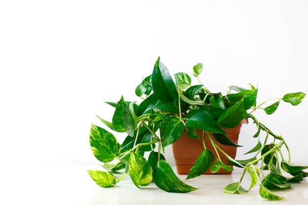 گیاهان دفع کننده انرژی منفی